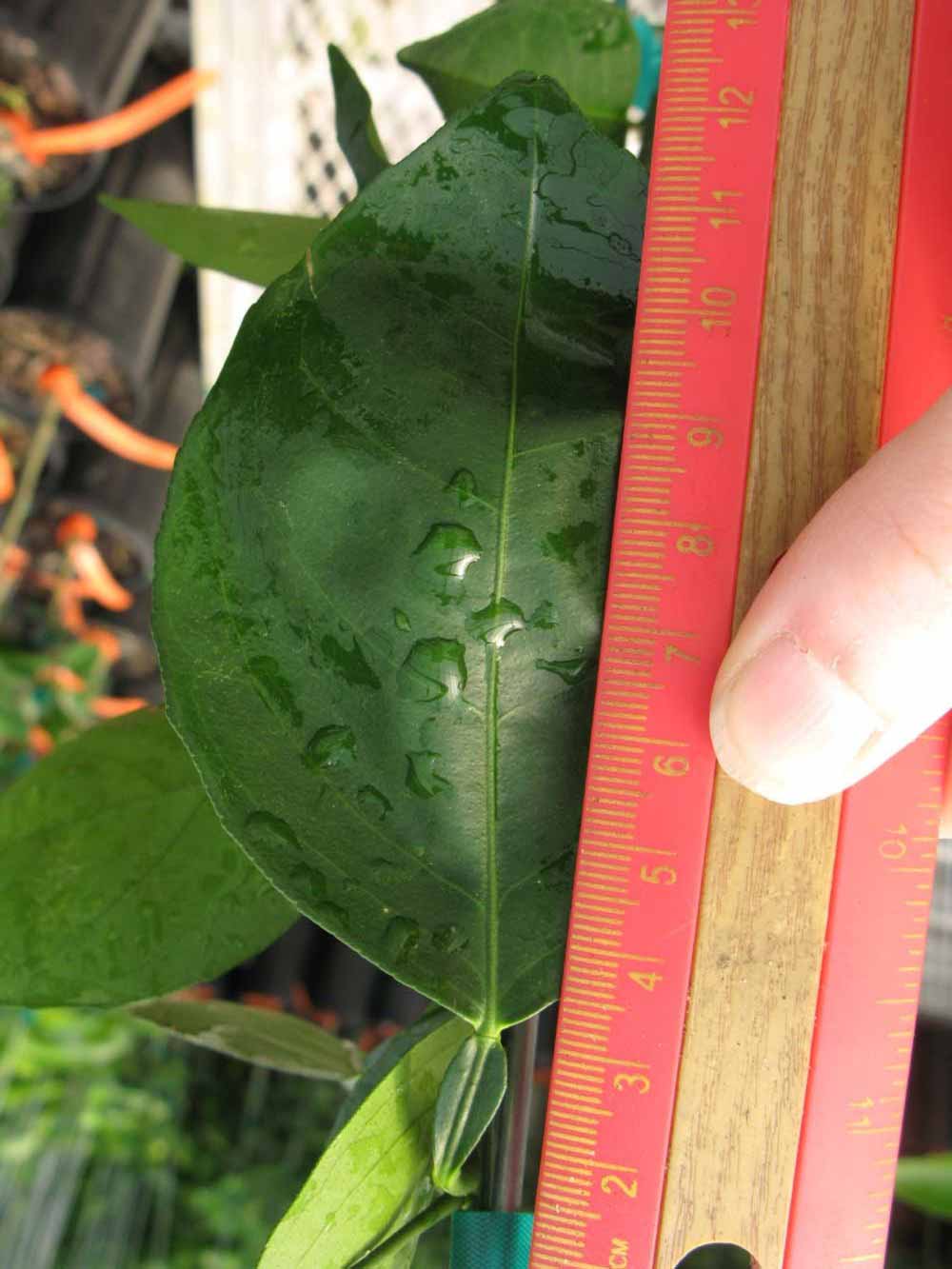              Unifoliolate leaf (Phillip Rucks Citrus Nursery, Frostproof,   FL)       